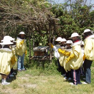 Taller de abejas con el ecomuseo la huerta de Valoria en Palencia