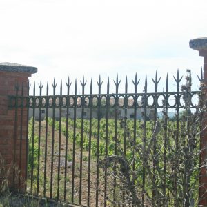Viñas de Bodegas Araujo en Torquemada