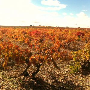 Viñedos en Cubillas de Santa Marta en Valladolid 