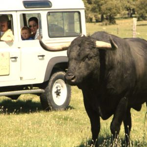 Ganadería de toros de lidia con la empresa Faenas Camperas en Salamanca
