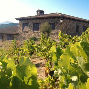 Viñas y Bodega Garnacha Alto Alberche en Navaluenga en Ávila