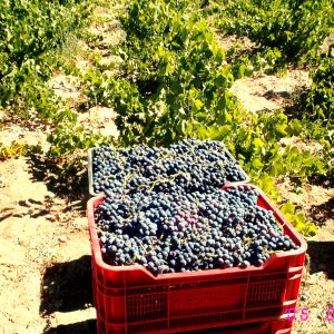 Vendimia con Bodega Garnacha Alto Alberche en Navaluenga