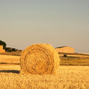 El campo en Sasntas Martas en León