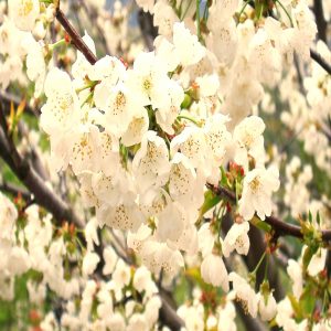 La floración de los cerezos del Valle del Jerte 