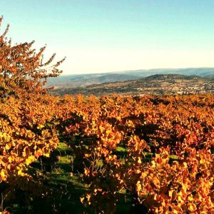 Viñas de Bodega Marañones en Madrid