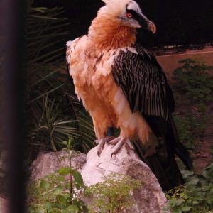 Quebrantauesos del Zoo de Jerez de la Frontera en Cádiz