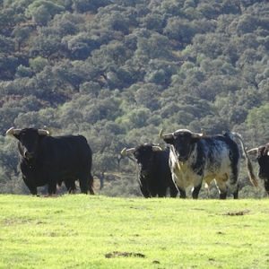 Toros en dehesa de Juan Pedro Domecq en Sevilla