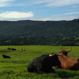 Toros en la dehesa de Juan Pedro Domecq en la provincia de Sevilla