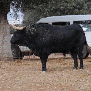Vehículo todo terreno visitando una ganadería de toros de lidia en Sevila