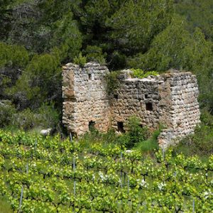 Viñedos en el Alt Penedés en Catalunya