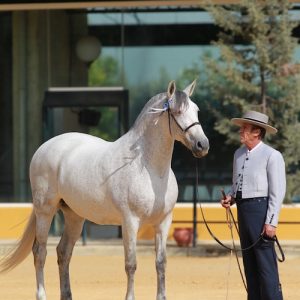 Caballo paseando con la Yeguada Cartuja en Jerez