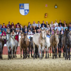 Exhibición de caballos cartujanos con la Yeguada Cartuja en Jerez