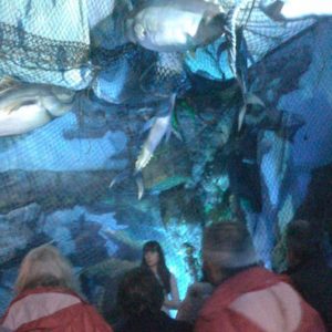 Atunes en el Museo del Atún en Barbate