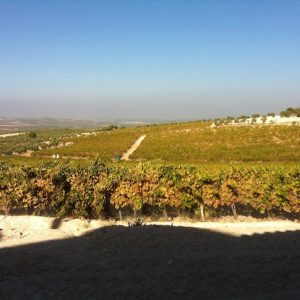 Viñedos de la Bodega Cruz Conde en Montilla