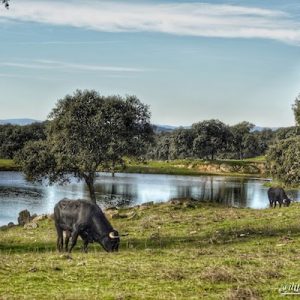 Toros en la Finca la Capitana en Almadén de la Plata en la provincia de Sevilla