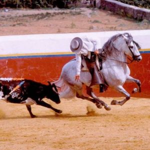 Becerros de la ganadería brava de Torrestrella en la finca Alburejos en Jerez de la Frontera