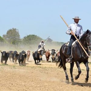 Caballistas con toros de la ganadería brava Torrestrella en Jerez de la Frontera
