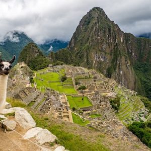 Una llama arriba de la ciudad Inca de Machu Pichu en Perú