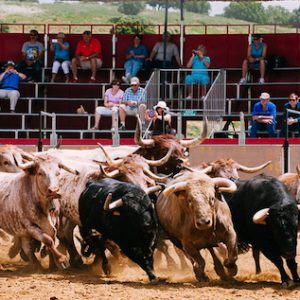 Visita a la ganadería brava de Torrestrella en la finca de Alburejos en Jerez de la Frontera