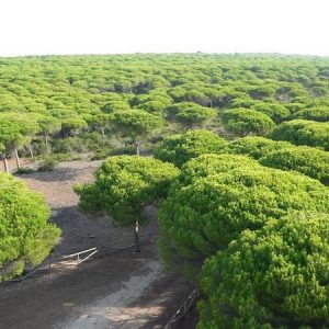 Bosque en el parque natural de la Breña y Marismas del río Barbate en Cádiz
