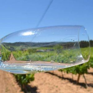 Vaso de vino blanco del penedés en la bodega Miquel Jane en la comarca del Alto Penedés en Catalunya