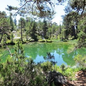 Vistas de los pinos de la laguna Verde en Soria
