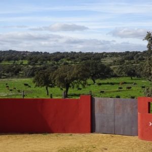 Tentadero en la ganadería Osborne en la provincia de Sevilla