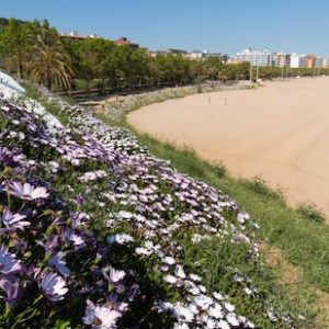 Flores en Playa Grande en Calella en Barcelona