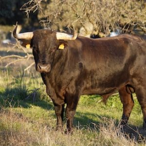 Bonita vista de un toro en una finca ganadera de Trujillo en Cáceres