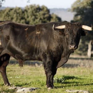 Toro de lidia de la ganadería Sánchez Urbina en Trujillo en Extremadura