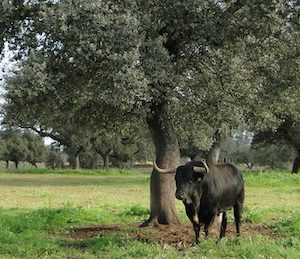 Toro en la dehesa Peñas Blancas en Merida en Extremadura