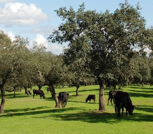 Toros pastando en la dehesa de Juan Esteban en la provincia de Huelva