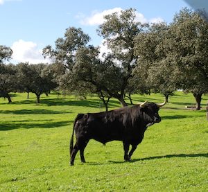 Vehículo pasando cerca de un toro de lidia de la ganadería Albarreal en la provinicia de Huelva