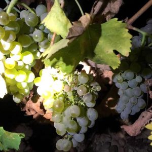 Uvas de la recogida de la vendimia en Rueda en la provincia de Valladolid