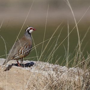 Perdiz en el campo en Cabra en la provincia de Córdoba