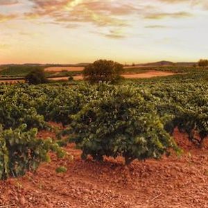 Viñedos en la ruta del Duero a su paso por Pesquera de Duero en la provincia de Valladolid