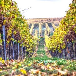 Vista de los viñedos propios de Bodegas Hesvera en Pesquera de Duero