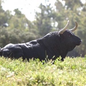 Toro de la Ganadería de Juan Pedro Domecq en la provincia de Sevilla