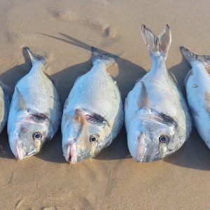 Peces de la pesca deportiva en la provincia de Málaga