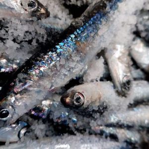 Anchoas de una fábrica de Santoña en Cantabria