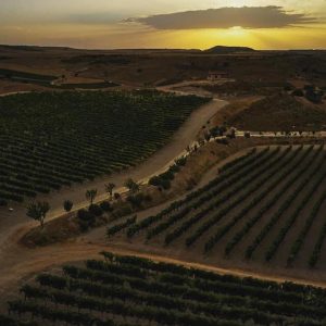 Vista cercana al mirador de bodegas Monteabellón en Nava de Roa