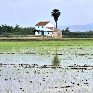 Vista desde una barca de la Albufera de Valencia