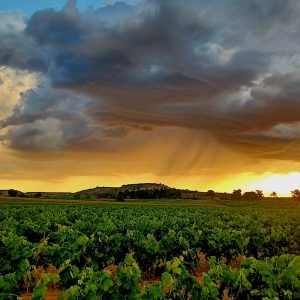 Vista de un viñedo en Sotillo de la Ribera en la provincia de Burgos