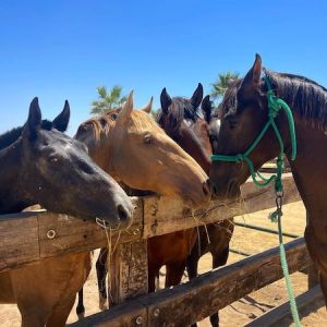 Caballos de la finca de Leo Vicens cerca del Parque Natural de Doñana en Huelva