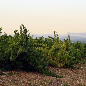 Viñas en La Seca
