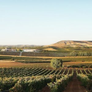 Vista a lo lejos de la bodega Pago de los Capellanes en Pedrosa de Duero