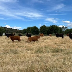 Visita ganadería Garcigrande