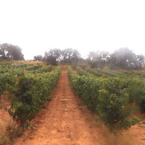Vista de viñedo en la Ribera del Duero