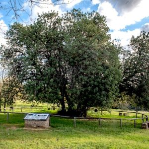 Árbol centenario en Lora del Río en la provincia de Sevilla