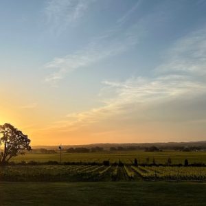 Foto de un viñedo de Australia